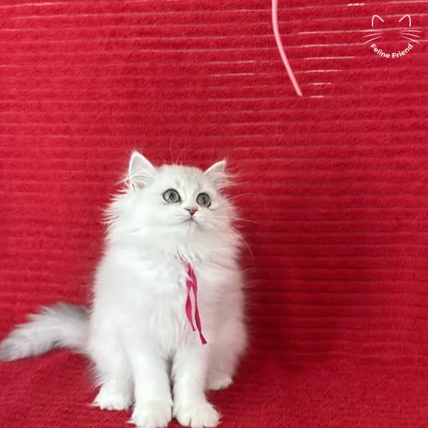 Strawberry, a silver bicolor persian kitten — photo 4