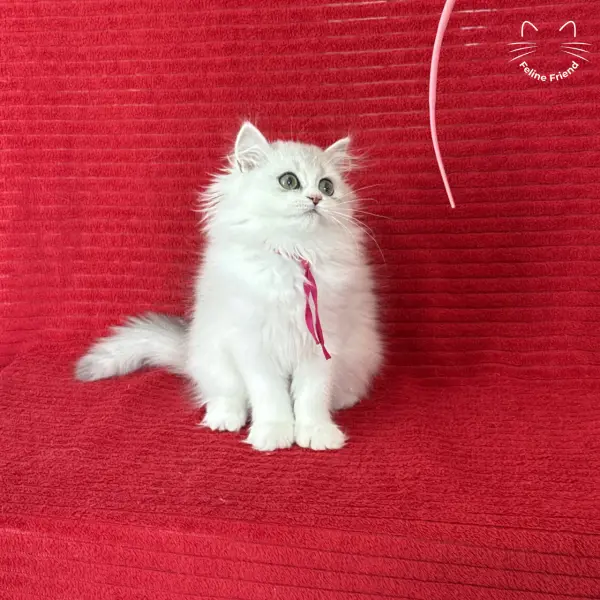 Strawberry, a silver bicolor persian kitten — photo 5