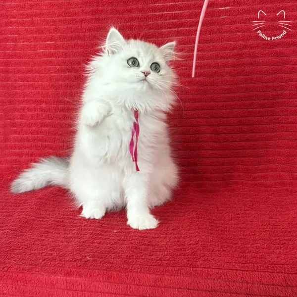 Strawberry, a silver bicolor persian kitten — photo 6