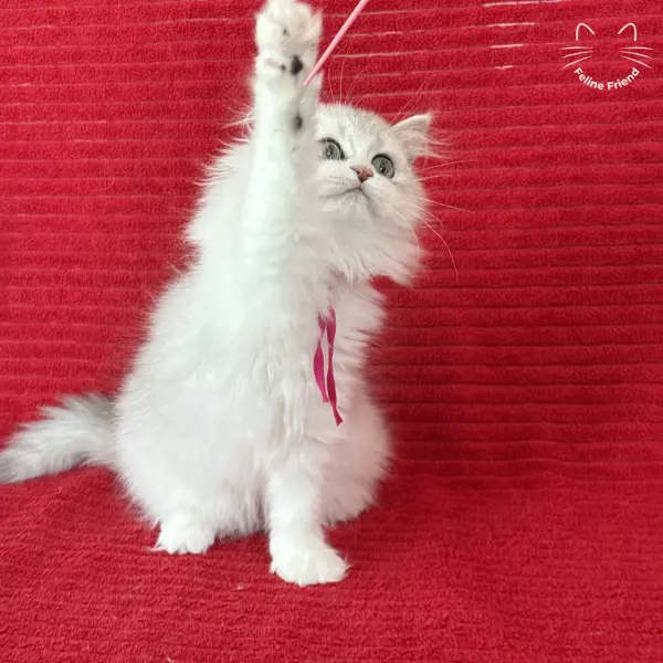 Strawberry, a silver bicolor persian kitten — photo 7