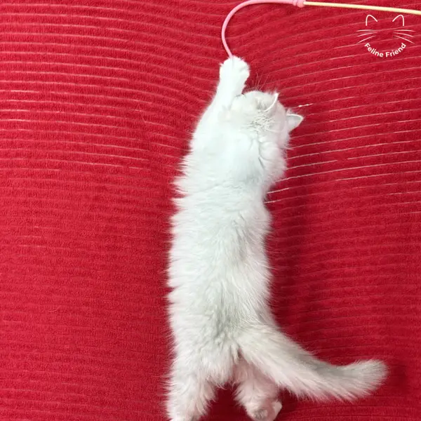 Strawberry, a silver bicolor persian kitten — photo 8