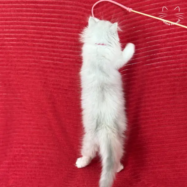 Strawberry, a silver bicolor persian kitten — photo 9