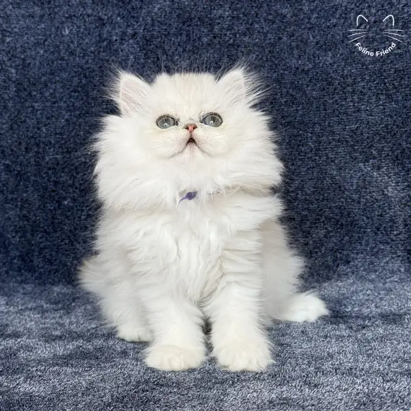 Vanilla, a silver chinchilla persian kitten