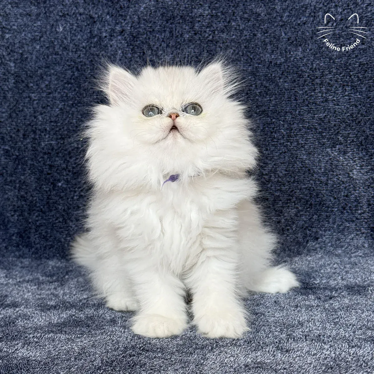 Vanilla, a silver chinchilla persian kitten available near Houston, TX