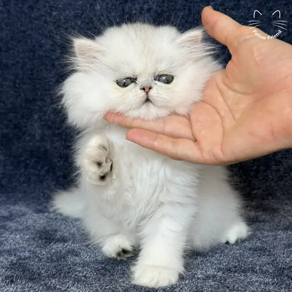 Vanilla, a silver chinchilla persian kitten — photo 10