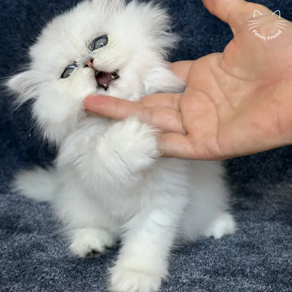 Vanilla, a silver chinchilla persian kitten — photo 11