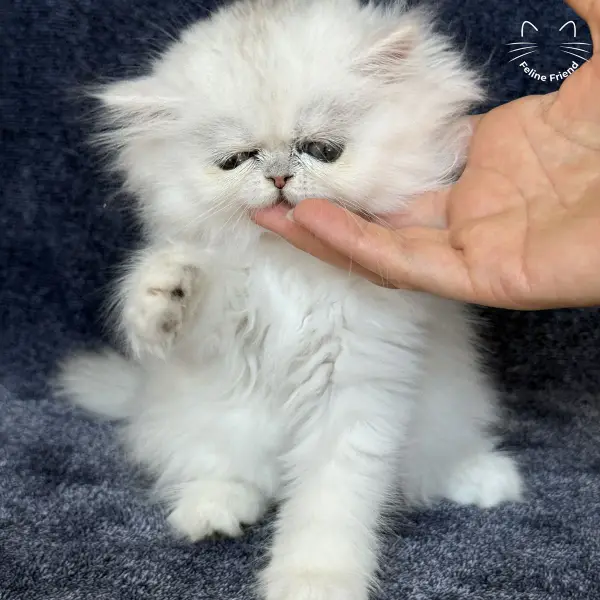 Vanilla, a silver chinchilla persian kitten — photo 12