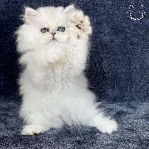 Vanilla, a silver chinchilla persian kitten — photo 13