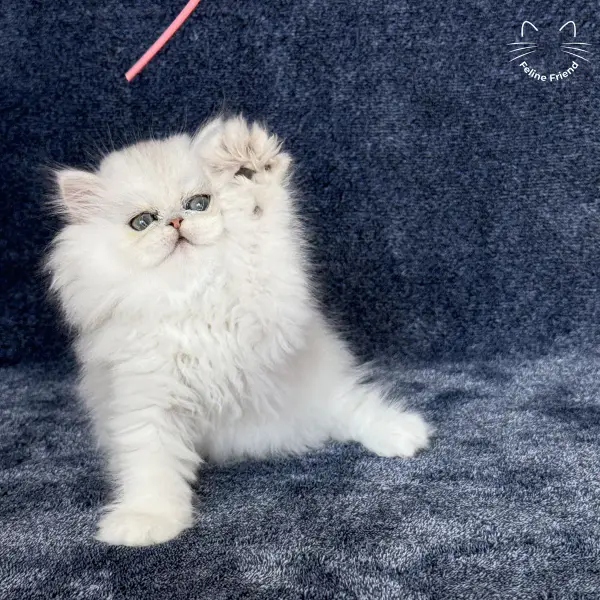 Vanilla, a silver chinchilla persian kitten — photo 14