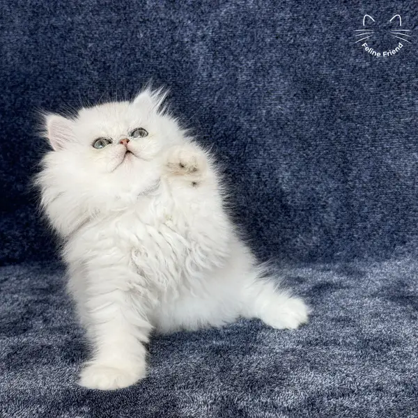 Vanilla, a silver chinchilla persian kitten — photo 15
