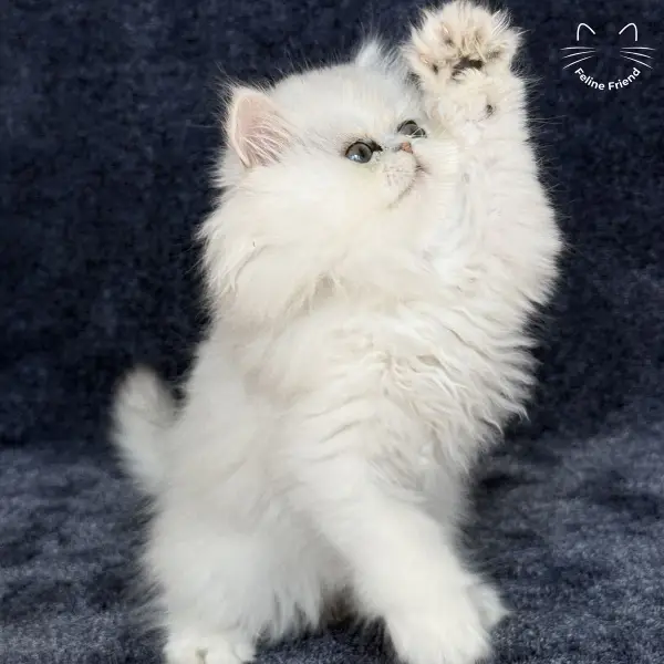 Vanilla, a silver chinchilla persian kitten — photo 16