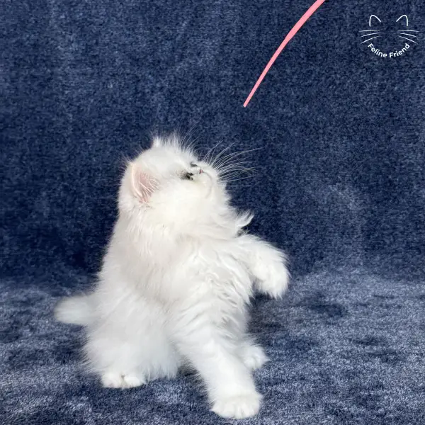 Vanilla, a silver chinchilla persian kitten — photo 17