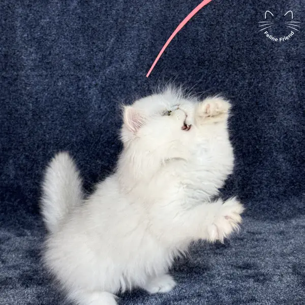 Vanilla, a silver chinchilla persian kitten — photo 18