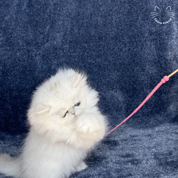 Vanilla, a silver chinchilla persian kitten — photo 19