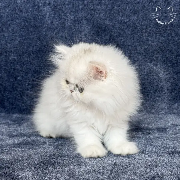Vanilla, a silver chinchilla persian kitten — photo 2