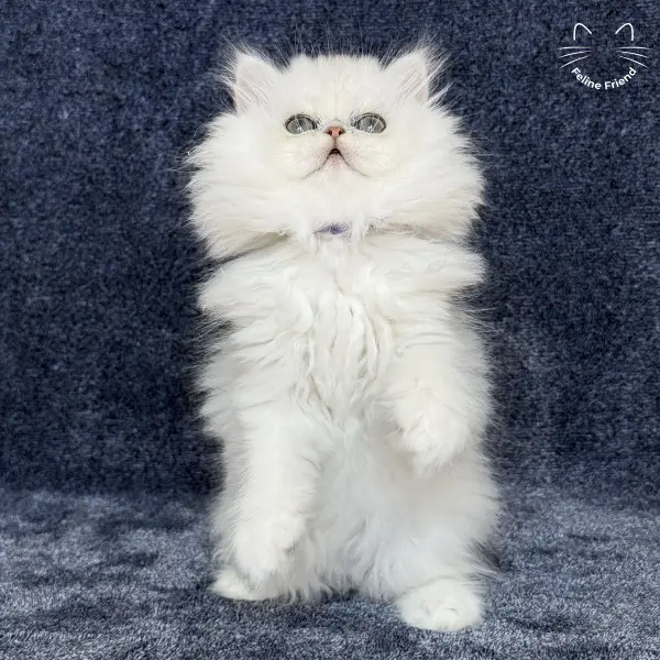 Vanilla, a silver chinchilla persian kitten — photo 3