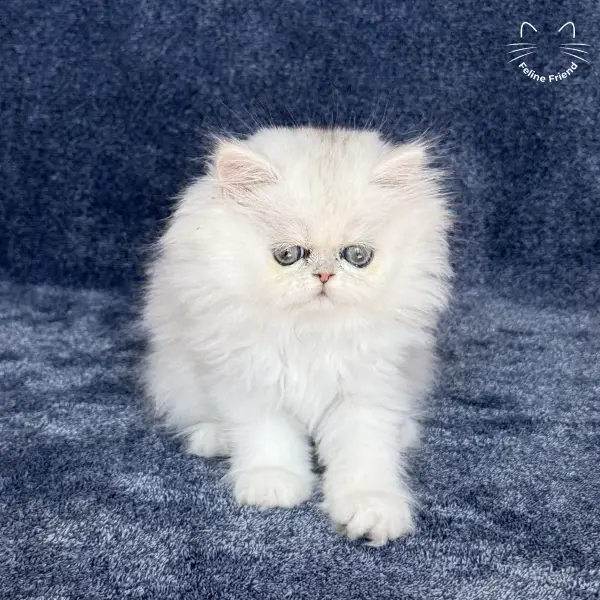Vanilla, a silver chinchilla persian kitten — photo 4