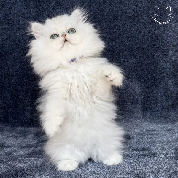 Vanilla, a silver chinchilla persian kitten — photo 5
