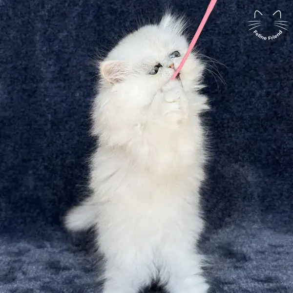 Vanilla, a silver chinchilla persian kitten — photo 6