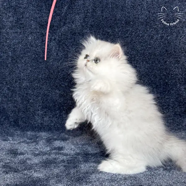 Vanilla, a silver chinchilla persian kitten — photo 7