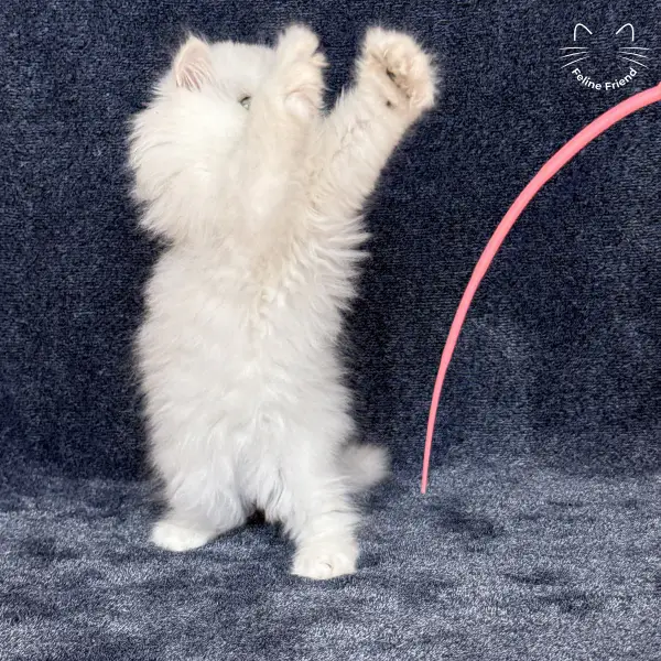 Vanilla, a silver chinchilla persian kitten — photo 8