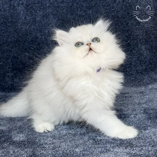 Vanilla, a silver chinchilla persian kitten — photo 9