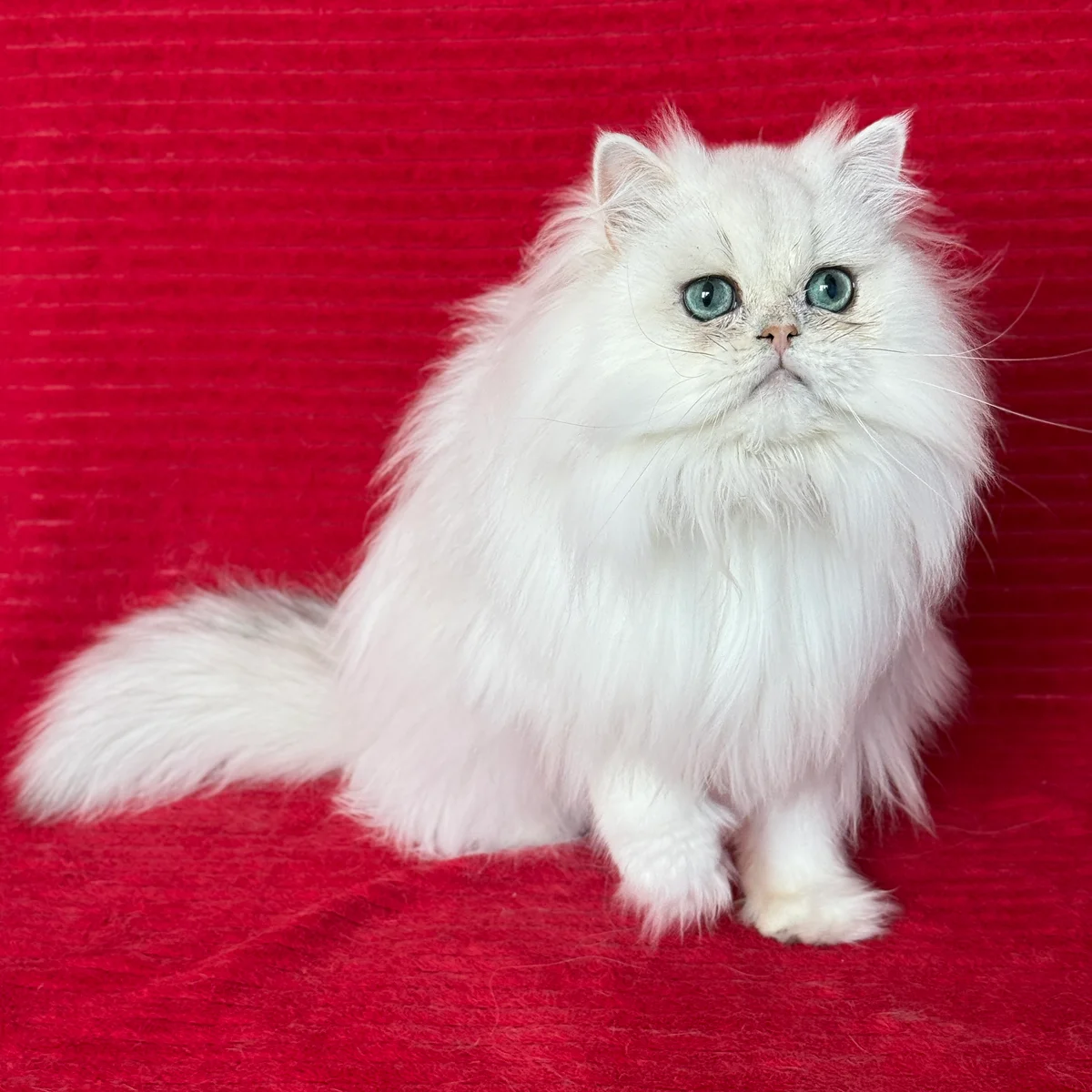 Oscar, father of Sharmel