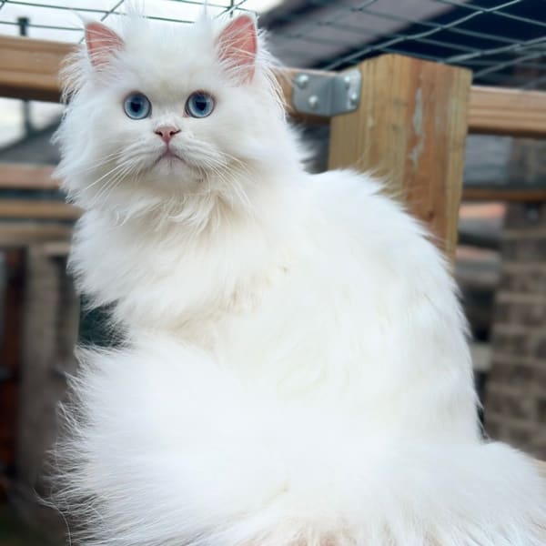 Smoothie, mother of Nugget