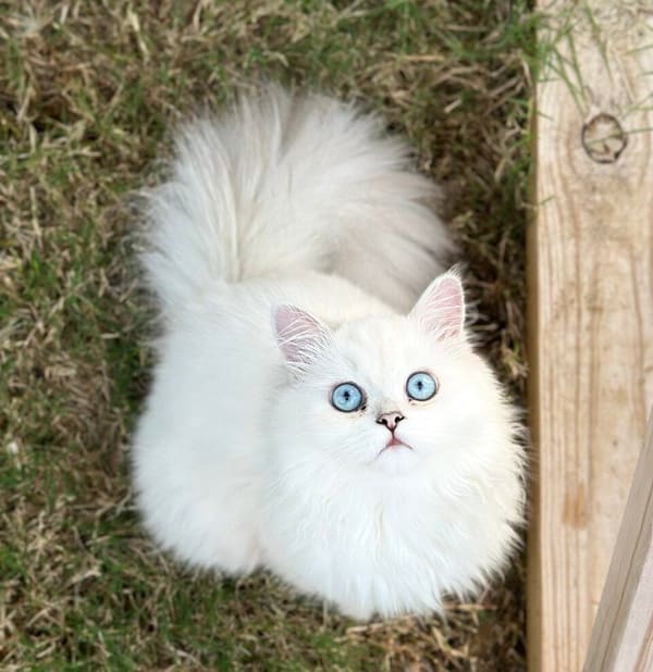 Sapphire, father of Nugget